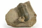 Paralejurus Trilobite Fossil - Atchana, Morocco #312777-5